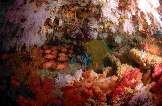For the best PADI scuba diving courses and tours in Fiji, choose Taveuni Ocean Sports.