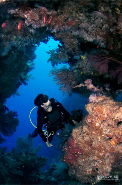 See Fiji's best coral reefs with Taveuni Ocean Sports.