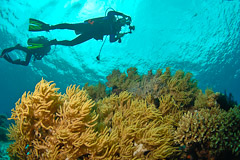 Advanced courses build skills in underwater navigation, deep diving techniques, photogaphy, marine ecology.