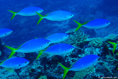 Taveuni Ocean Sports at Nakia is family–friendly and dog–friendly.