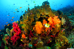 Dive classes and tours at Taveuni Ocean Sports are small – never more than four students to one instructor.