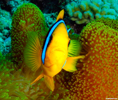 See the best fish and coral reefs in Fiji with Tavenui Ocean Sports.