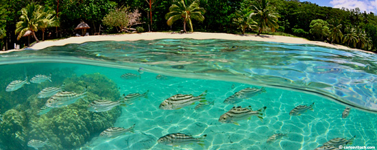 Fiji's open waters are filled with sea life.