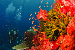  Visit the best marine life in Fiji with Taveuni Ocean Sports.