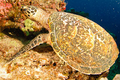 See the best reefs and sea life in Fiji with Taveuni Ocean Sports.