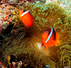 Do your best diving in Fiji with Taveuni Ocean Sports.