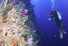 Dive Fiji's best dive site, the White Wall, with Taveuni Ocean Sports.