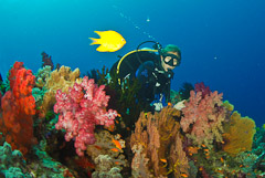 Sam's Point is a one of the best dive spots in the world.