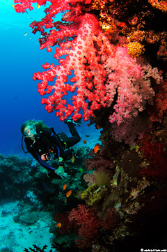Fiji's reefs are home to many unusual creaters like the longnose howkfish.